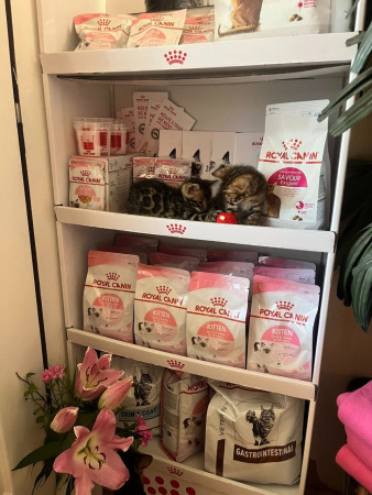 Naše koťátka mají ve volbě krmiva jasno